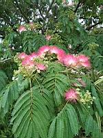 Acacia de Constantinople, Albizia julibrissin (Rhone, 2019-06) (4)